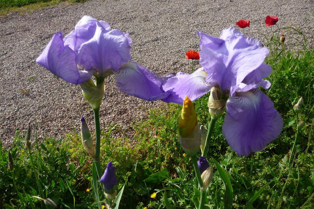 Maison D'Hotes Les Coquelicots Giverny Rom bilde